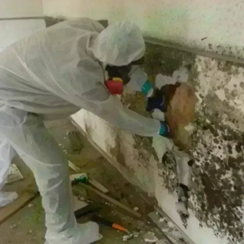 Mold Remediation and Removal in De Graff, OH